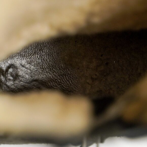 UGG "Endell" Harness Biker Boots - Picture 11 of 12